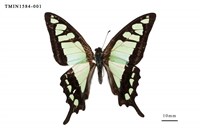 藏品(寬帶青鳳蝶)的圖片